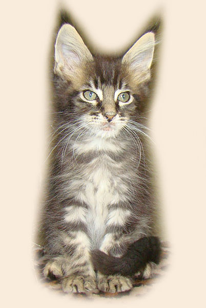    Catsvill County!   !    !       !!!    Catsvill County +7-926-544-74-09     .   ,   ,   ,    ,   ,  ,     ,   -,    ,   !
